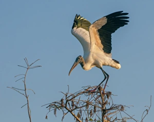 <b class=qtipBold><figcaption>wood stork on perch at sunset</figcaption></b><br>Russell Burden, 855227252<br><em>© Russell Burden</em> wood stork on perch at sunset