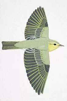 Images Dated 27th February 2007: Wood Warbler (Phylloscopus sibilatrix), adult