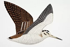 Woodcock (Scolopax rusticola), adult