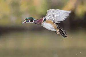 <b class=qtipBold><figcaption>Woodduck Drake</figcaption></b><br>A male Woodduck in flight pose<br><em>© 2014 Phoo Chan</em> Woodduck Drake