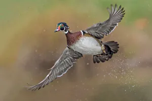 <b class=qtipBold><figcaption>Woodduck Portrait</figcaption></b><br>A male Woodduck in flight pose<br><em>© 2014 Phoo Chan</em> Woodduck Portrait