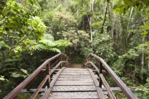 Wooden bridge leading into the dense jungle, primary forest Wooden bridge leading into the dense jungle, primary forest