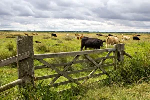 A wooden farm gate leads into a field of mown hay grazed by cattle near to Reedham A wooden farm gate leads into a field of mown hay grazed by cattle near to Reedham
