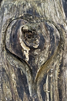 Wooden heart carved Into a tree trunk, Germany Wooden heart carved Into a tree trunk, Germany