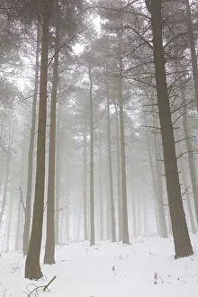 <b class=qtipBold><figcaption>Woodland in Winter with Mist</figcaption></b><br>An atmospheric landscape photograph of woodland with a carpet of snow with mist in the background.<br><em>© © Simon Gakhar</em> Woodland in Winter with Mist