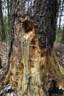 Woodpecker holes in a Spruce -Picea abies-, Hiltpoltstein, Upper Franconia, Bavaria Woodpecker holes in a Spruce -Picea abies-, Hiltpoltstein, Upper Franconia, Bavaria