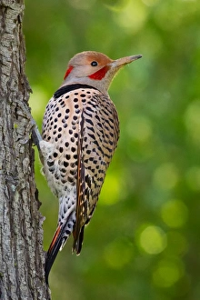 <b class=qtipBold><figcaption>Woodpecker on tree</figcaption></b><br>Woodpecker on tree.<br><em>© Phoo Chan</em> Woodpecker on tree