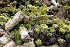 Woodpile covered with moss, Allgau, Bavaria, Germany Woodpile covered with moss, Allgau, Bavaria, Germany
