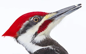 <b class=qtipBold><figcaption>Woody Woodpecker</figcaption></b><br>The pileated woodpecker is a large crow-sized bird native to North America which normally inhabits deciduous forests in eastern North America, the Great Lakes, the boreal forests of Canada, and parts of the Pacific coast.<br><em>© Jim Cumming</em> Woody Woodpecker