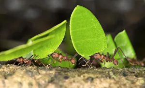 Workers of Leafcutter Ants -Atta cephalotes- carrying leaf pieces into their nest Workers of Leafcutter Ants -Atta cephalotes- carrying leaf pieces into their nest