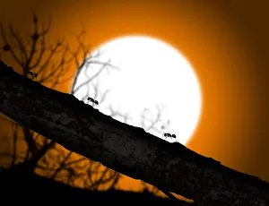<b class=qtipBold><figcaption>Working ants until sunset</figcaption></b><br>Rui Almeida Photography, Ants, 159012739<br><em>© Rui Almeida</em> Working ants until sunset