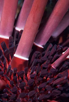 <b class=qtipBold><figcaption>Another world</figcaption></b><br>Huge urchin close-up.Underwater. Wildlife<br><em>© Andrey Narchuk</em> Another world