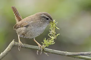 <b class=qtipBold><figcaption>Wren -Troglodytes troglodytes-</figcaption></b><br><em>© This content is subject to copyright.</em> Wren -Troglodytes troglodytes-