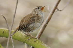 <b class=qtipBold><figcaption>Wren -Troglodytes troglodytes-</figcaption></b><br><em>© This content is subject to copyright.</em> Wren -Troglodytes troglodytes-
