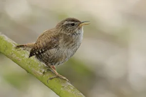 <b class=qtipBold><figcaption>Wren -Troglodytes troglodytes-</figcaption></b><br><em>© This content is subject to copyright.</em> Wren -Troglodytes troglodytes-