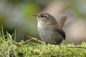 <b class=qtipBold><figcaption>Wren -Troglodytes troglodytes-</figcaption></b><br><em>© This content is subject to copyright.</em> Wren -Troglodytes troglodytes-