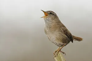<b class=qtipBold><figcaption>Wren -Troglodytes troglodytes-</figcaption></b><br><em>© This content is subject to copyright.</em> Wren -Troglodytes troglodytes-
