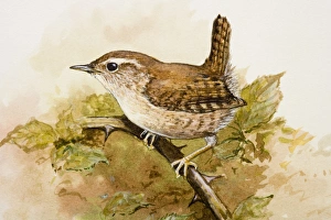 Wren (Troglodytidae), perching on a branch, side view Wren (Troglodytidae), perching on a branch, side view