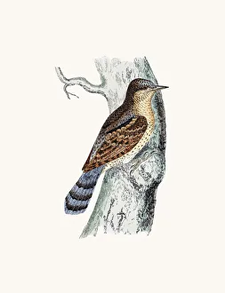 <b class=qtipBold><figcaption>Wryneck bird</figcaption></b><br>A photograph of an original hand-colored engraving from The History of British Birds by Morris published in 1853-1891.<br><em>© mashuk</em> Wryneck bird