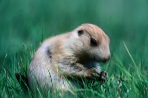 Wyoming. Stout, short-legged rodent in same family as squirrels. 30-43cm (12-17in) long Wyoming. Stout, short-legged rodent in same family as squirrels. 30-43cm (12-17in) long