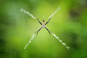 <b class=qtipBold><figcaption>X-Composition</figcaption></b><br>Insects On Earth, 584688271<br><em>© Donald Jusa</em> X-Composition