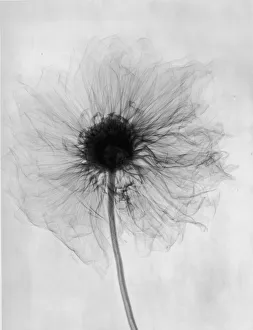 X-Ray Dahlia X-Ray Dahlia