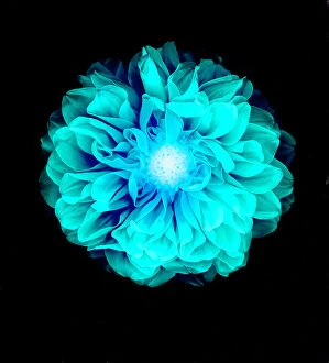 Images Dated 2nd August 2012: X-ray like image of a flower
