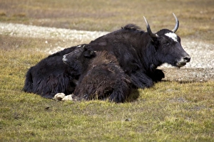 Yak (Bos mutus) with calf, Pamir, Tajikistan, Central Asia Yak (Bos mutus) with calf, Pamir, Tajikistan, Central Asia