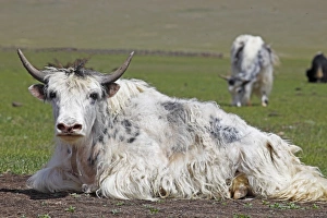 Yak -Bos mutus- surrounded by flies on a meadow, Terkhiin Tsagaan Nuur, North Steppe Yak -Bos mutus- surrounded by flies on a meadow, Terkhiin Tsagaan Nuur, North Steppe