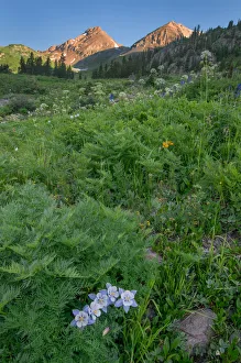 <b class=qtipBold><figcaption>Yankee Boy Basin</figcaption></b><br>Yankee Boy Basin scenic with wildflowers in foreground<br><em>© Russell Burden</em> Yankee Boy Basin