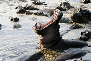 Yawning hippopotamus -Hippopotamus amphibius- in the Hippo Pool of Retina Yawning hippopotamus -Hippopotamus amphibius- in the Hippo Pool of Retina