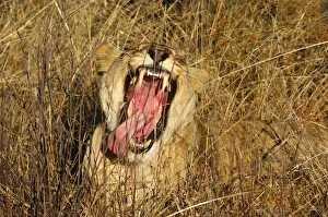 Yawning Lioness (Panthera leo) showing its teeth, Madikwe Game Reserve, South Africa Yawning Lioness (Panthera leo) showing its teeth, Madikwe Game Reserve, South Africa
