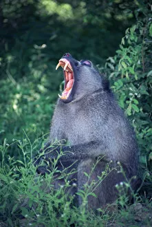 Images Dated 1st July 2008: A yawning male Chacma Baboon