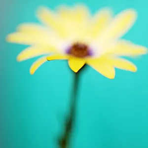<b class=qtipBold><figcaption>Yellow African daisy</figcaption></b><br>Yellow African daisy.<br><em>© 2010-2011 Susan Gary</em> Yellow African daisy