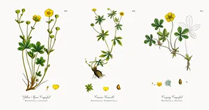 Yellow Alpine Cinquefoil, Potentilla alpestris, Victorian Botanical Illustration, 1863 Yellow Alpine Cinquefoil, Potentilla alpestris, Victorian Botanical Illustration, 1863