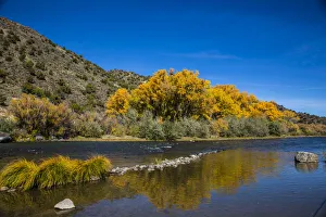 Yellow autumn Cottonwood tree and reflection in Rio Grand Gorge, Taos, New Mexico, USA Yellow autumn Cottonwood tree and reflection in Rio Grand Gorge, Taos, New Mexico, USA