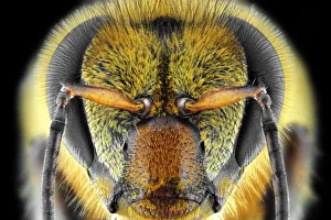 <b class=qtipBold><figcaption>Yellow Bee</figcaption></b><br>Closeup of Bee<br><em>© Donald Jusa</em> Yellow Bee