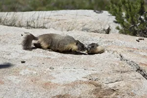 https://www.mediastorehouse.com/t/629/yellow-bellied-marmots-marmota-flaviventris-12515515.jpg.webp