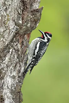Yellow-bellied Sapsucker (Sphyrapicus varius) Yellow-bellied Sapsucker (Sphyrapicus varius)