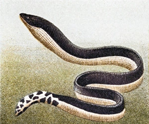 Yellow-bellied sea snake( Hydrophis platurus) Yellow-bellied sea snake( Hydrophis platurus)