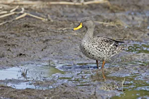 Yellow-billed duck -Anas undulata-, Wilderness National Park, South Africa Yellow-billed duck -Anas undulata-, Wilderness National Park, South Africa