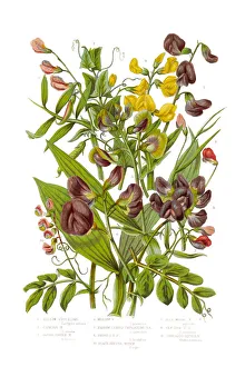 Yellow and Black Bitter Vetch and Peas Victorian Botanical Illustration Yellow and Black Bitter Vetch and Peas Victorian Botanical Illustration