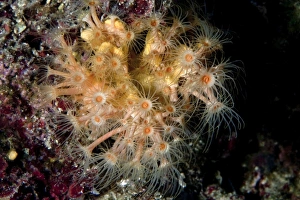 Yellow Cluster Anemon -Parazoanthus axinellae-, Mediterranean Sea, Istria, Croatia Yellow Cluster Anemon -Parazoanthus axinellae-, Mediterranean Sea, Istria, Croatia