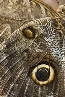 Yellow-edged Giant Owl -Caligo atreus-, butterfly house, Forgaria nel Friuli, Udine province, Italy Yellow-edged Giant Owl -Caligo atreus-, butterfly house, Forgaria nel Friuli, Udine province, Italy
