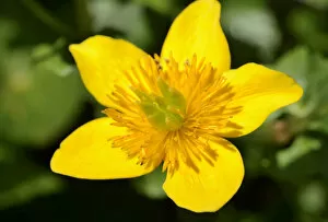 Yellow flower of the Marsh Marigold -Caltha palustris-