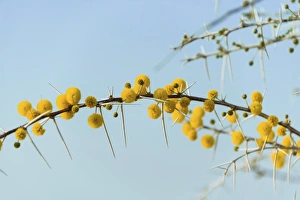 Yellow flowers, Camel Thorn or Giraffe Thorn -Acacia erioloba-, Etosha National Park Yellow flowers, Camel Thorn or Giraffe Thorn -Acacia erioloba-, Etosha National Park