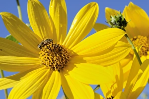 Yellow flowers of the Jerusalem Artichoke, Sunchoke or Topinambour -Helianthus tuberosus- Yellow flowers of the Jerusalem Artichoke, Sunchoke or Topinambour -Helianthus tuberosus-
