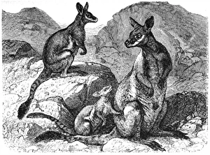 Yellow footed rock wallaby (Petrogale xanthopus) Yellow footed rock wallaby (Petrogale xanthopus)
