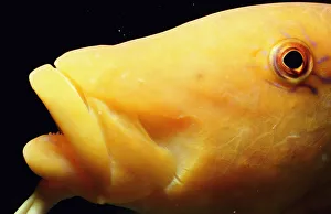 Yellow goatfish (Parupeneus cyclostomus), close-up Yellow goatfish (Parupeneus cyclostomus), close-up