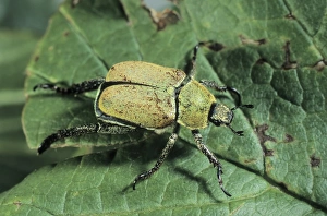 Yellow-green eucinetid beetle (Hoplia farinosa) Yellow-green eucinetid beetle (Hoplia farinosa)